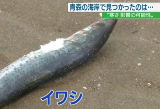 要出大事？日本海岸突现大量沙丁鱼尸体