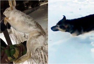 哈萨克斯坦零下56℃ 野兔和狗活活冻成“冰雕”