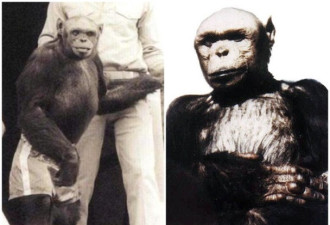 惊人！人猩混种百年前诞生 被科学家杀死