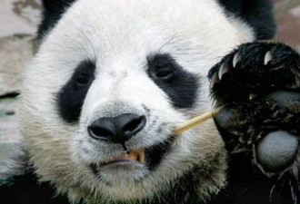 旅泰大熊猫创创意外&quot;噎死&quot;，平时只能吃木板？
