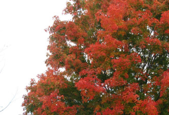 养花种草系列182：枫树 Maple系列