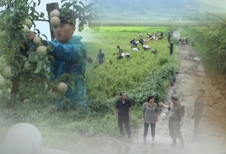 北韩粮食收成5年来最惨 近半数人口没饭吃
