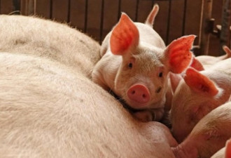 倒打一耙：中国禁止进口韩国猪及相关产品