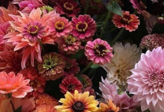 别错过！多伦多最美的花卉市场明天回归