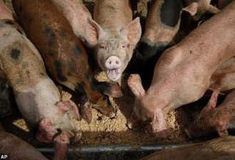 巴西毒贩把猪训练成“食人武器” 处理尸体