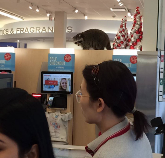 A raccoon is scene lurking on a ledge in a Toronto Shoppers Drug Mart.