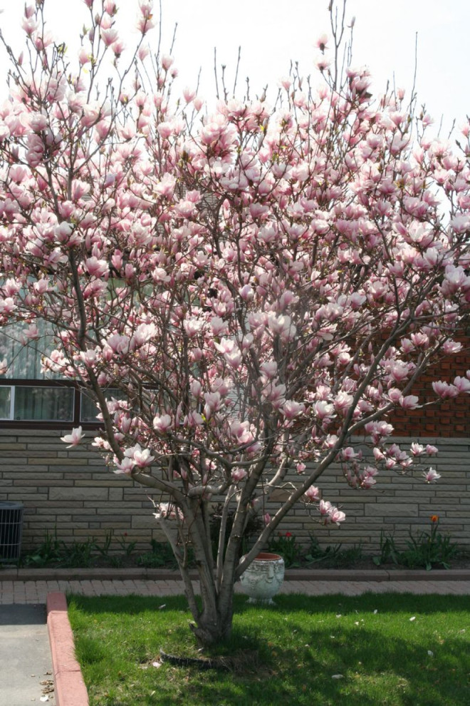 养花种草系列180 玉兰花magnolia 无忧资讯