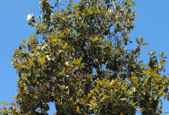 养花种草系列180：玉兰花Magnolia