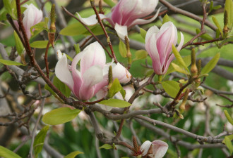 养花种草系列180：玉兰花Magnolia