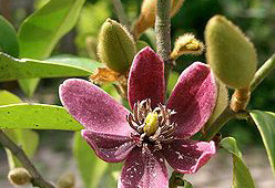 养花种草系列180：玉兰花Magnolia