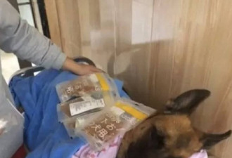 汶川地震最后一只搜救犬离世救15人暴瘦十几斤
