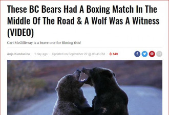 火！两只灰熊激战：孤狼围观网友冒死拍视频