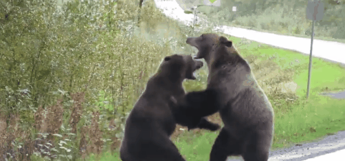 火！两只灰熊激战：孤狼围观网友冒死拍视频
