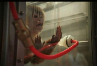 福特拿中国猴子做实验 结果惨到无法公开