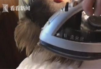 谢霆锋用熨斗烫头 消防怒批:极易引发火灾