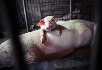 非洲猪瘟蔓延出国：韩国沦陷 成第9个亚洲疫区