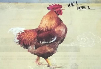 让鸡学狗叫?马来西亚政府因错误广告向华人道歉