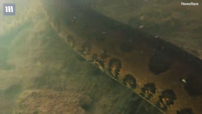 潜水者水下遇七米长巨蟒 蛇信吐到了镜头