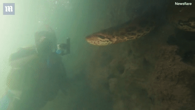 潜水者水下遇七米长巨蟒 蛇信吐到了镜头