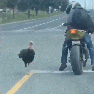 安省摩托车小哥和火鸡上演了&quot;街头互踢&quot;！