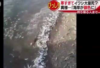 日本海岸突现大量沙丁鱼尸体 绵延40公里