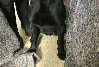 韩国冬奥反恐军犬跑了 10小时后被抓回一脸无辜
