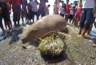 不明生物搁浅沙滩 游客见到直呼传说中的美人鱼