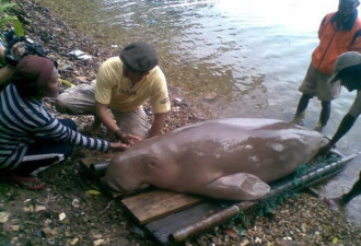 不明生物搁浅沙滩 游客见到直呼传说中的美人鱼