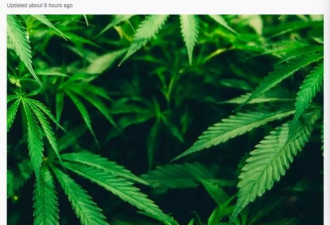 堪培拉今后可随意嗑药 ACT或将成为瘾君子天堂