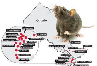 多伦多居民入冬心头大患：家里有老鼠怎么办？