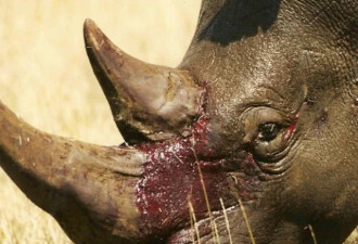 非洲最新报告曝光：非法野生动物交易猖獗