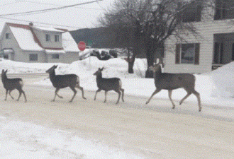 一群鹿遇见停牌居然……这也太加拿大了！