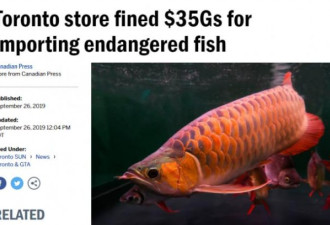 华人偷偷运了26条亚洲龙鱼回加拿大 结果...