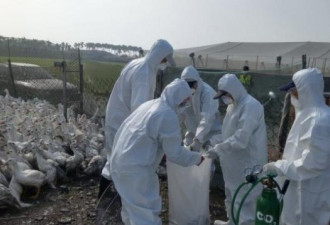 人类感染H7N4禽流感 全球首例出现在中国