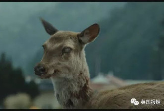 北美现“丧尸鹿” ,《釜山行》在现实上演了？