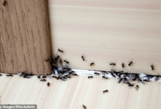 密集恐惧症患者慎入!夏天澳家庭准备好蚂蚁入侵