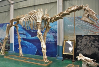 陆上最大哺乳动物 巨犀化石惊艳亮相