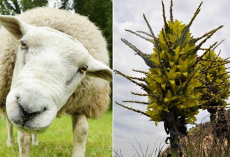 只听说羊吃草 英国发现了这种可怕植物能吃羊
