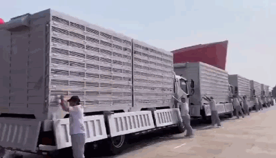 国庆大会放飞的7万和平鸽是从北京市民家里借的