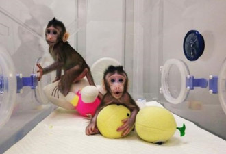 中国第3只克隆猴将诞生！取名梦梦有深意