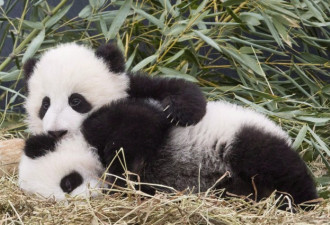大熊猫下月离开多伦多 动物园：不是钱的问题