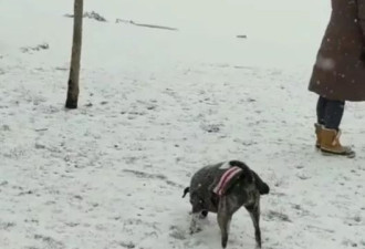 吓死！视频：温哥华女子跳冰窟救狗！
