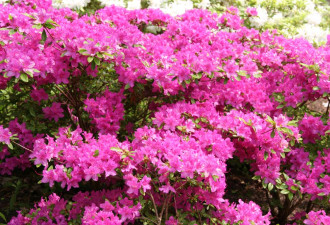 养花种草系列187：杜鹃花 Rhododendron