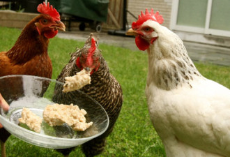 大后天开始 多伦多人可以在后院养鸡了！