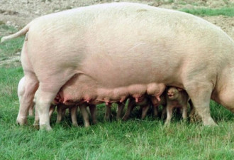 非洲猪瘟后遗症 中国农家流行养巨猪大如北极熊
