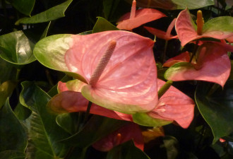 养花种草系列184：红掌 Anthurium