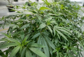 加拿大首间大麻公司在纳斯达克上市交易