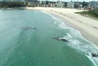 大白鲨在澳海滩游弋 数十名游泳者浑然不知