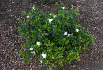 养花种草系列189：栀子花 Gardenia