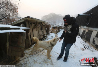 美滑雪名将平昌赛后赴韩国狗肉农场领养小狗